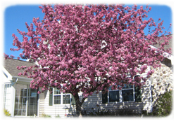 Sunrise through the four Seasons porch